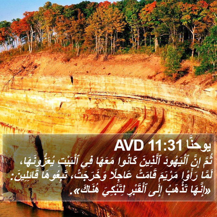 يوحنَّا 11:31 AVD Bible Study