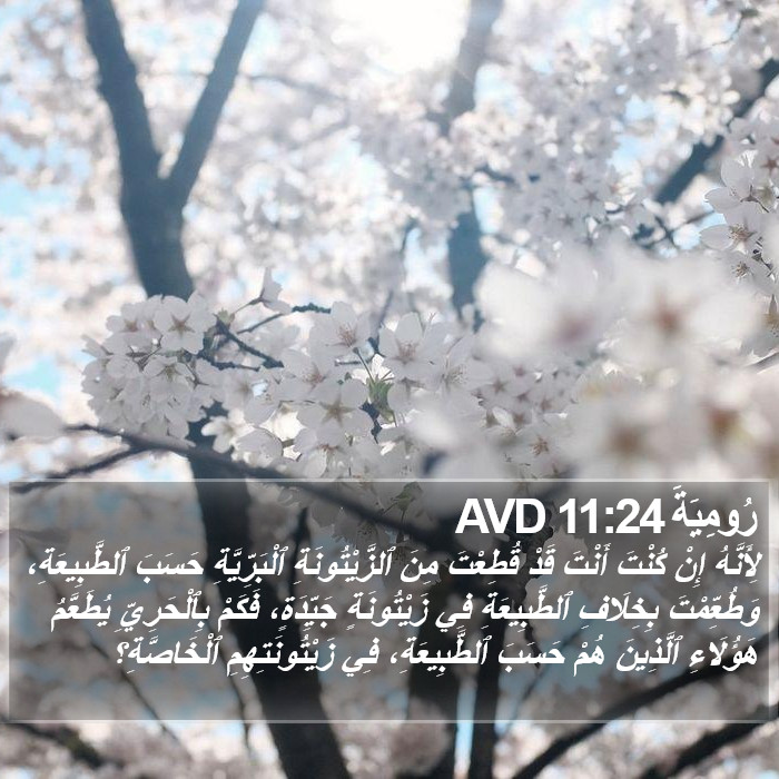 رُومِيَةَ 11:24 AVD Bible Study