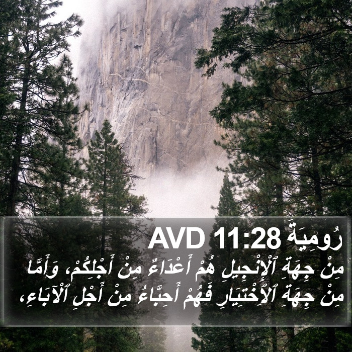 رُومِيَةَ 11:28 AVD Bible Study