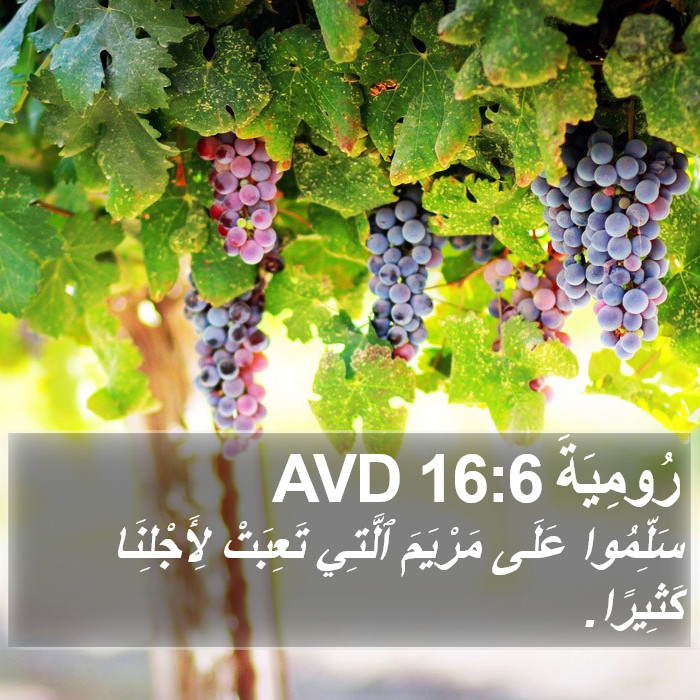 رُومِيَةَ 16:6 AVD Bible Study