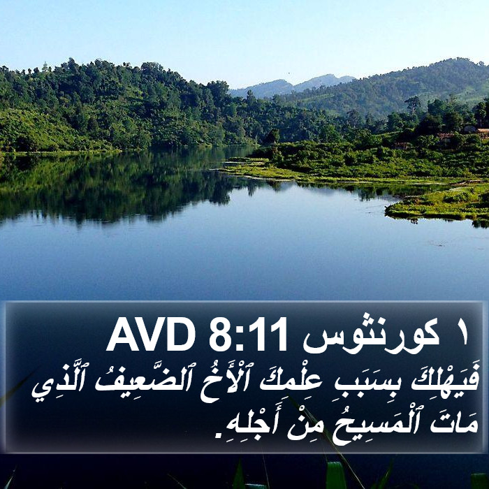 ١ كورنثوس 8:11 AVD Bible Study