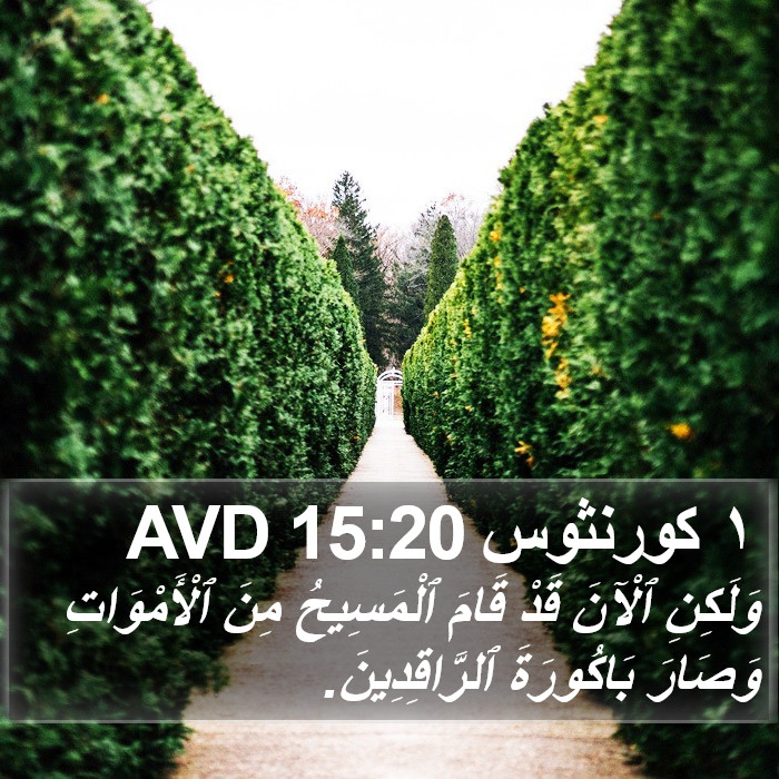 ١ كورنثوس 15:20 AVD Bible Study