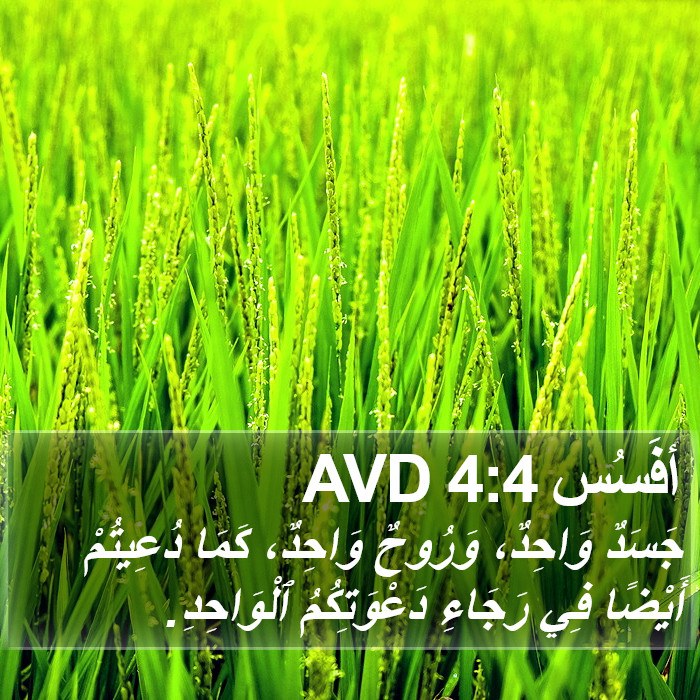 أفَسُس 4:4 AVD Bible Study