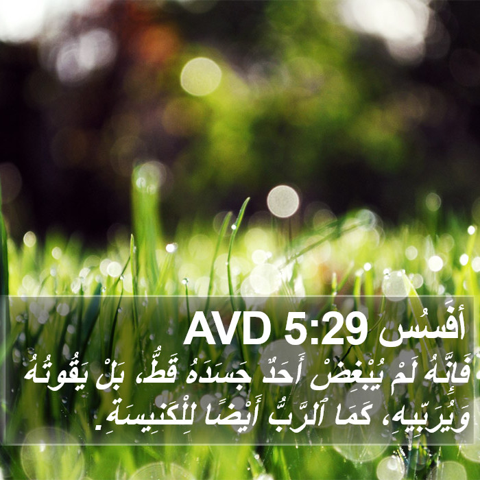 أفَسُس 5:29 AVD Bible Study